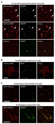 Arabidopsis thaliana EARLY RESPONSIVE TO DEHYDRATION 7 Localizes to Lipid Droplets via Its Senescence Domain